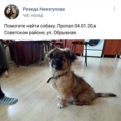 Подробнее об объявлении «Пропала собака кобель Уфа» Фото: пропала собака  «Пропала собака кобель Уфа» в г. Уфа