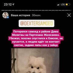 Подробнее об объявлении «Красноярск Пропала собака кобель» Фото: пропала собака Самоедская лайка «Красноярск Пропала собака кобель» в г. Красноярск