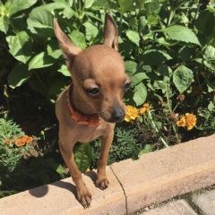 Подробнее об объявлении «Пропала собака помогите найти  Нарофоминск» Фото: пропала собака Той-терьер «Пропала собака помогите найти  Нарофоминск» в г. Нарофоминск