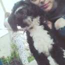 Подробнее об объявлении «Куровское Пропала собака лучший друг» Фото: пропала собака  «Куровское Пропала собака лучший друг» в г. Куровское