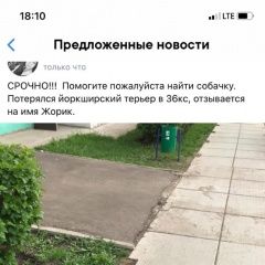 Подробнее об объявлении «Пропала собака кобель Набережные Челны» Фото: пропала собака Йоркширский терьер «Пропала собака кобель Набережные Челны» в г. Набережные Челны