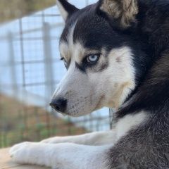 Подробнее об объявлении «Пропала собака кобель Солнечногорск» Фото: пропала собака Сибирская хаски «Пропала собака кобель Солнечногорск» в г. Солнечногорск