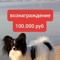Подробнее об объявлении «Пропала собака вознаграждение.. руб Симферополь» Фото: пропала собака Папильон ( папийон) «Пропала собака вознаграждение.. руб Симферополь» в г. Симферополь