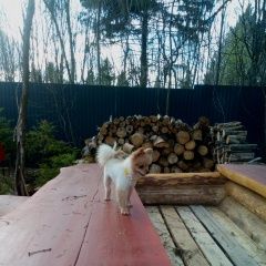 Подробнее об объявлении «Пропала собака маленькая, добрая, с жёлтым ошейником Смоленск» Фото: пропала собака Померанский шпиц «Пропала собака маленькая, добрая, с жёлтым...» в г. Смоленск