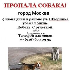 Подробнее об объявлении «Пропала собака кобель бигль на академической Москва» Фото: пропала собака Бигль «Пропала собака кобель бигль на академической...» в г. Москва
