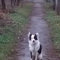 Подробнее об объявлении «Пропала собака кобель окрас белый с шоколодными пятнами Чебоксары» Фото: пропала собака  «Пропала собака кобель окрас белый с шоколодными...» в г. Чебоксары