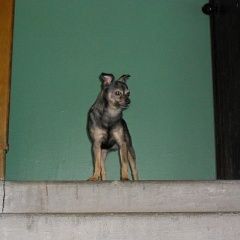 Подробнее об объявлении «Пропала собака кобель Ломоносов» Фото: пропала собака Русский той-терьер «Пропала собака кобель Ломоносов» в г. Ломоносов