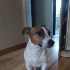 Подробнее об объявлении «Пропала собака кобель джек рассел Дмитров» Фото: пропала собака  «Пропала собака кобель джек рассел Дмитров» в г. Дмитров