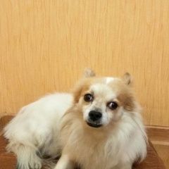 Подробнее об объявлении «Конаково Пропала собака кобель 10 июня на улице белавинской» Фото: пропала собака  «Конаково Пропала собака кобель 10 июня на улице...» в г. Конаково