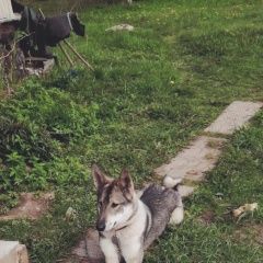 Подробнее об объявлении «Пропала собака Санкт-Петербург» Фото: пропала собака Западно-сибирская лайка «Пропала собака Санкт-Петербург» в г. Санкт-Петербург