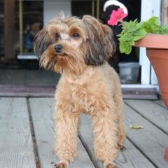 Подробнее об объявлении «Пропала собака кобель. сарженка  Санкт-Петербург» Фото: пропала собака Петербургская орхидея «Пропала собака кобель. сарженка  Санкт-Петербург» в г. Санкт-Петербург