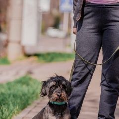 Подробнее об объявлении «Пропала собака кобель небольшой бородатый песик. сокольники Москва» Фото: пропала собака  «Пропала собака кобель небольшой бородатый...» в г. Москва