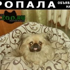 Подробнее об объявлении «Кривой Рог Пропала собака пекинес помогите без неё очень плохо» Фото: пропала собака Пекинес «Кривой Рог Пропала собака пекинес помогите без...» в г. Кривой Рог