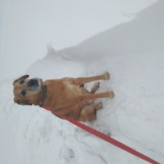 Подробнее об объявлении «Пропала собака кобель Троицк» Фото: пропала собака  «Пропала собака кобель Троицк» в г. Троицк