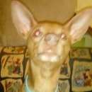 Подробнее об объявлении «Нефтеюганск Пропала собака кобель внимание» Фото: пропала собака  «Нефтеюганск Пропала собака кобель внимание» в г. Нефтеюганск