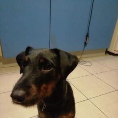 Подробнее об объявлении «Пропала собака ягд терьер Санкт-Петербург» Фото: пропала собака Ягд-терьер «Пропала собака ягд терьер Санкт-Петербург» в г. Санкт-Петербург