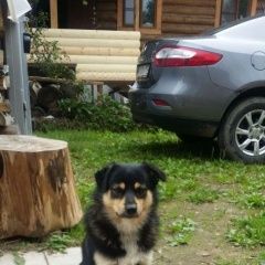 Подробнее об объявлении «Пропала собака кобель Кубинка» Фото: пропала собака  «Пропала собака кобель Кубинка» в г. Кубинка