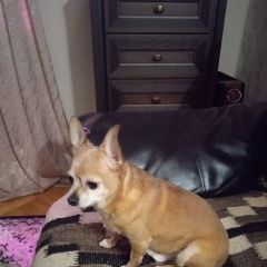 Подробнее об объявлении «Витебск Пропала собака кобель» Фото: пропала собака Чихуахуа «Витебск Пропала собака кобель» в г. Витебск