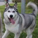 Подробнее об объявлении «Анапа Пропала собака кобель» Фото: пропала собака Сибирская хаски «Анапа Пропала собака кобель» в г. Анапа