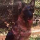 Подробнее об объявлении «Керчь Пропала собака аршинцево» Фото: пропала собака Немецкая овчарка «Керчь Пропала собака аршинцево» в г. Керчь