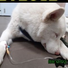 Подробнее об объявлении «Идрица Пропала собака кобель белый хаски» Фото: пропала собака Сибирская хаски «Идрица Пропала собака кобель белый хаски» в г. Идрица