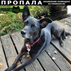 Подробнее об объявлении «Пропала собака Санкт-Петербург» Фото: пропала собака  «Пропала собака Санкт-Петербург» в г. Санкт-Петербург