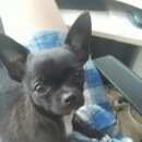Подробнее об объявлении «Пропала собака кобель чихуахуа Санкт-Петербург» Фото: пропала собака Чихуахуа «Пропала собака кобель чихуахуа Санкт-Петербург» в г. Санкт-Петербург