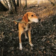 Подробнее об объявлении «Жиздра Пропала собака кобель» Фото: пропала собака  «Жиздра Пропала собака кобель» в г. Жиздра