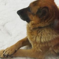 Подробнее об объявлении «Челябинск Пропала собака» Фото: пропала собака Немецкая овчарка «Челябинск Пропала собака» в г. Челябинск