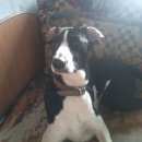 Подробнее об объявлении «Пропала собака Санкт-Петербург» Фото: пропала собака  «Пропала собака Санкт-Петербург» в г. Санкт-Петербург