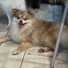 Подробнее об объявлении «Вырица Пропала собака кобель шпиц лилово мраморный окрас» Фото: пропала собака Японский шпиц «Вырица Пропала собака кобель шпиц лилово...» в г. Вырица