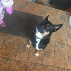 Подробнее об объявлении «Дмитров Пропала собака кобель» Фото: пропала собака  «Дмитров Пропала собака кобель» в г. Дмитров