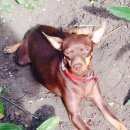 Подробнее об объявлении «Симферополь Пропала собака» Фото: пропала собака Той-терьер «Симферополь Пропала собака» в г. Симферополь