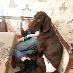 Подробнее об объявлении «Пропала собака кобель полюстровский парк. коричневый курцхаар Санкт-Петербург» Фото: пропала собака Курцхаар «Пропала собака кобель полюстровский парк....» в г. Санкт-Петербург