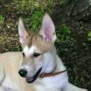 Подробнее об объявлении «Пущино Пропала собака кобель щенок лайки (на фото он меньше)» Фото: пропала собака  «Пущино Пропала собака кобель щенок лайки (на...» в г. Пущино