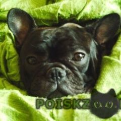 Подробнее об объявлении «Пропала собака кобель Новороссийск» Фото: пропала собака Французский бульдог «Пропала собака кобель Новороссийск» в г. Новороссийск