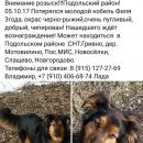 Подробнее об объявлении «Подольск Пропала собака кобель помогите найти» Фото: пропала собака  «Подольск Пропала собака кобель помогите найти» в г. Подольск
