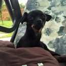 Подробнее об объявлении «Пропала собака кобель Дмитров» Фото: пропала собака Той-терьер «Пропала собака кобель Дмитров» в г. Дмитров