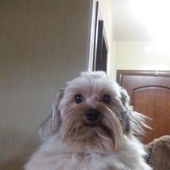 Подробнее об объявлении «Пропала собака кобель Королев» Фото: пропала собака Йоркширский терьер «Пропала собака кобель Королев» в г. Королев