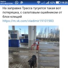 Подробнее об объявлении «Электроугли Пропала собака кобель помогите найти собаку» Фото: пропала собака  «Электроугли Пропала собака кобель помогите...» в г. Электроугли