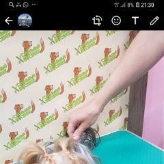 Подробнее об объявлении «Пропала собака девочка йоркширский терьер, Сочи» Фото: пропала собака Йоркширский терьер «Пропала собака девочка йоркширский терьер, Сочи» в г. Сочи