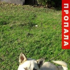 Подробнее об объявлении «Киров (Кировская обл.) Пропала собака кобель помогите найти нашу собаку» Фото: пропала собака  «Киров (Кировская обл.) Пропала собака кобель...» в г. Киров (Кировская обл.)