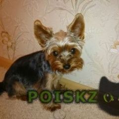 Подробнее об объявлении «Пропала собака порода йоркширский терьер Аксай (Ростовская обл.)» Фото: пропала собака Йоркширский терьер «Пропала собака порода йоркширский терьер Аксай...» в г. Аксай (Ростовская обл.)