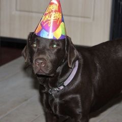 Подробнее об объявлении «Пропала собака Дмитров» Фото: пропала собака Лабрадор ретривер «Пропала собака Дмитров» в г. Дмитров