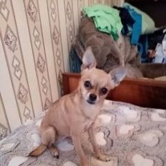 Подробнее об объявлении «Пропала собака Самара» Фото: пропала собака Той-терьер «Пропала собака Самара» в г. Самара