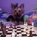 Подробнее об объявлении «Щекино Пропала собака цоркшерский терьер» Фото: пропала собака Йоркширский терьер «Щекино Пропала собака цоркшерский терьер» в г. Щекино