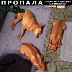 Подробнее об объявлении «Анапа Пропала собака» Фото: пропала собака Русский той-терьер «Анапа Пропала собака» в г. Анапа