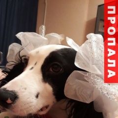 Подробнее об объявлении «Пропала собака Липецк» Фото: пропала собака Русский охотничий спаниель «Пропала собака Липецк» в г. Липецк