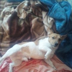 Подробнее об объявлении «Пропала собака кобель Алексеевка (Белгородская обл.)» Фото: пропала собака Джек рассел терьер «Пропала собака кобель Алексеевка (Белгородская...» в г. Алексеевка (Белгородская обл.)