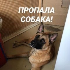 Подробнее об объявлении «Пропала собака кобель Москва» Фото: пропала собака  «Пропала собака кобель Москва» в г. Москва